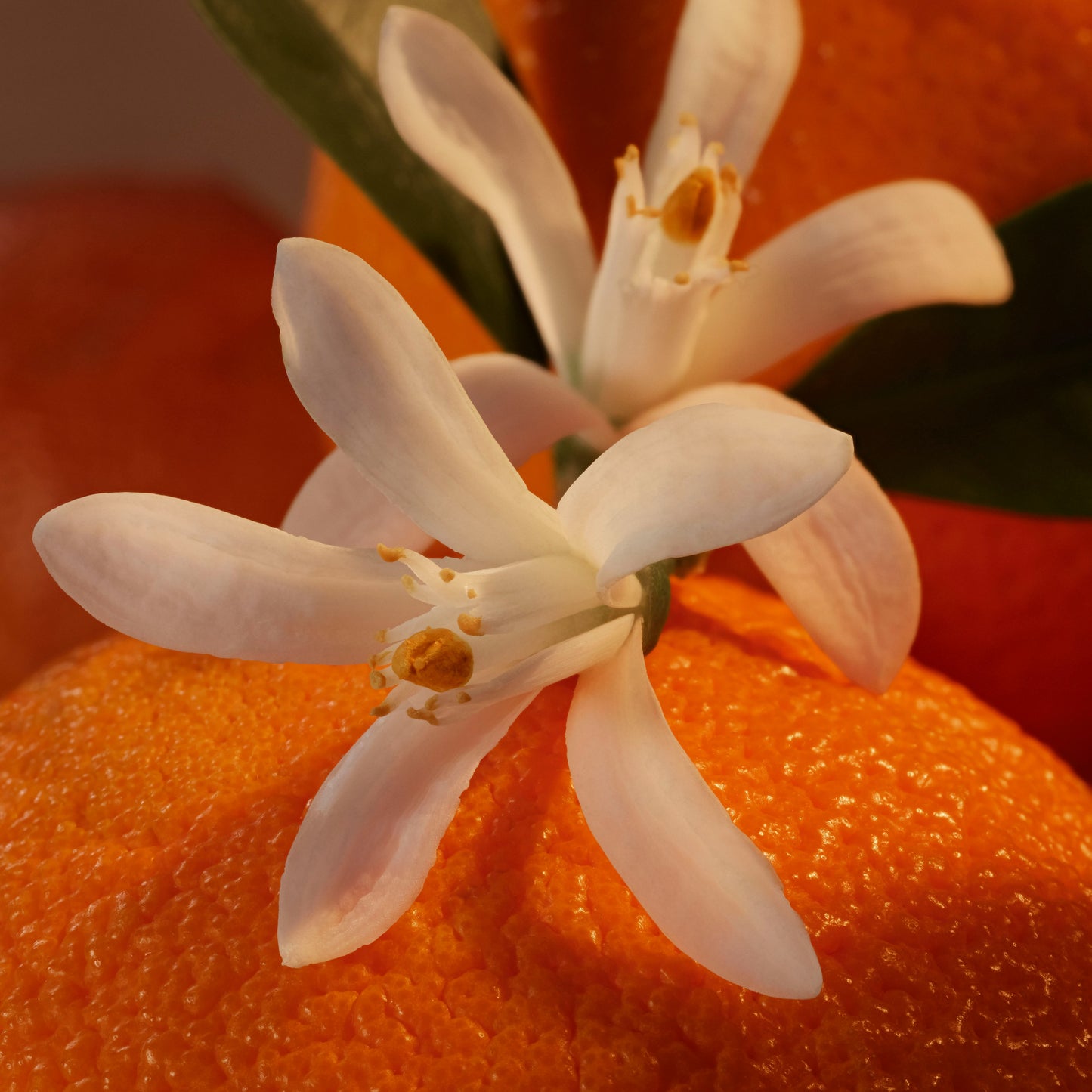 Neroli Bronze Travel Size