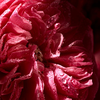 Rose Saffron Travel Size